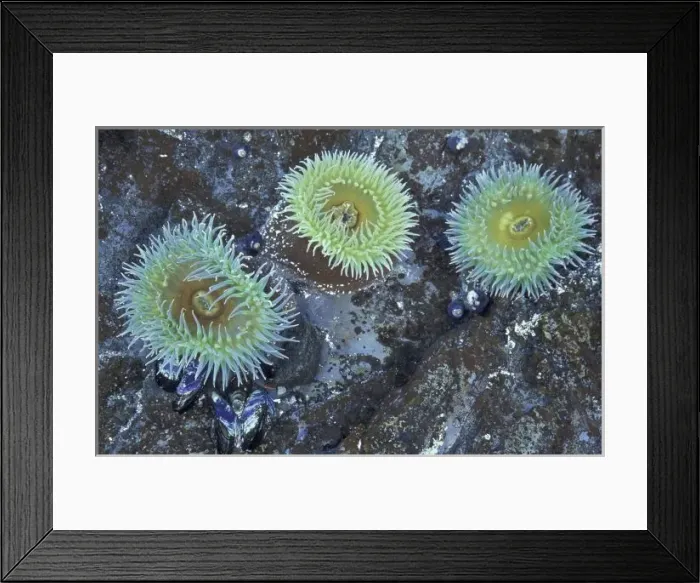 Framed Print : USA, Washington, Olympic NP, Rialto Beach. Giant green anemones with snails and Blue Mussels Framed Print : USA, Washington, Olympic NP, Rialto Beach. Giant green anemones with snails and Blue Mussels