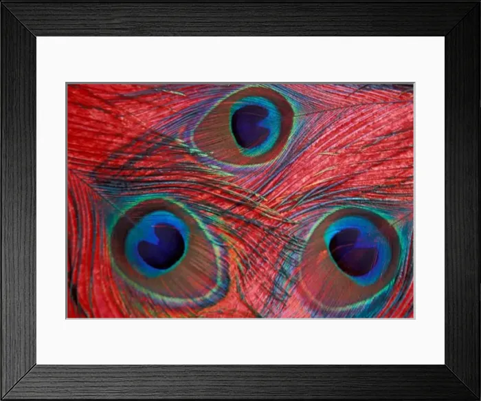 Framed Print : North America, USA, WA, Redmond, Peacock feathers pattern Framed Print : North America, USA, WA, Redmond, Peacock feathers pattern