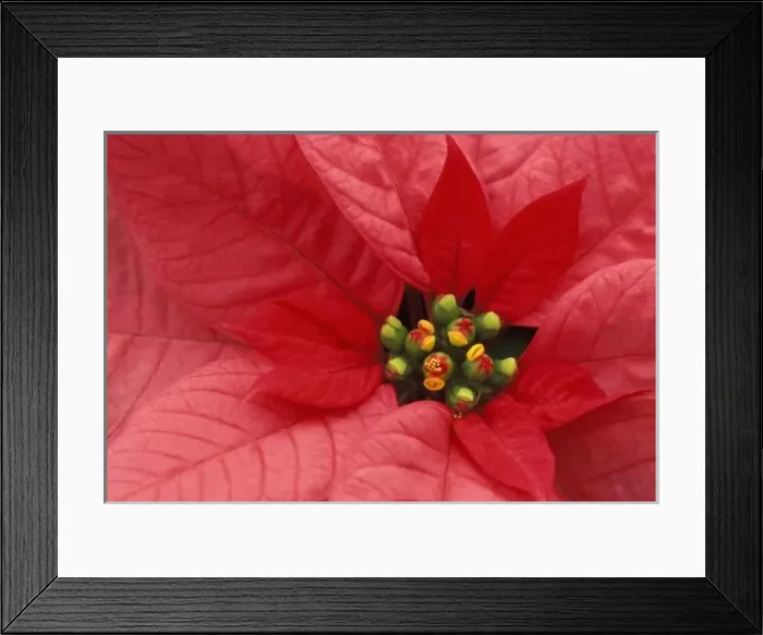 Framed Print : North America, USA, WA, Woodinville, Red Poinsettia detail Framed Print : North America, USA, WA, Woodinville, Red Poinsettia detail