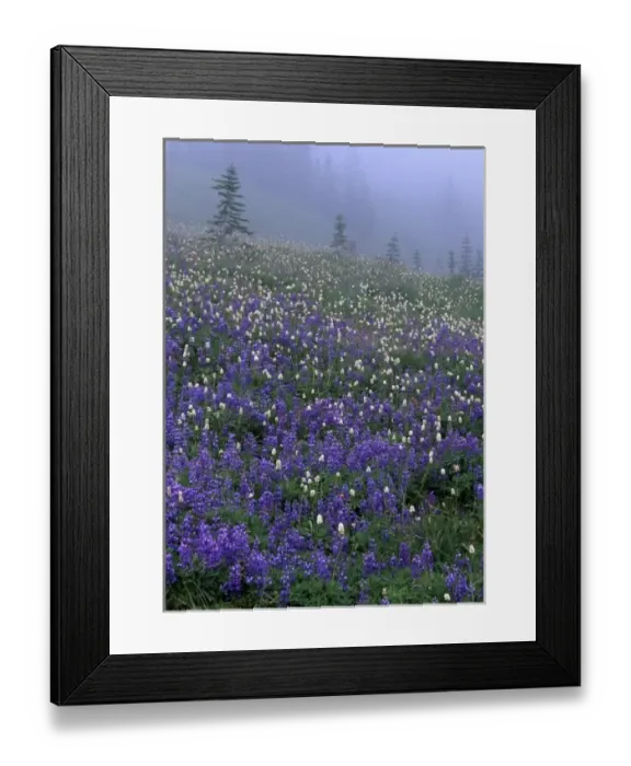 Framed Print : WA, Mt. Rainier NP, Lupine and Bistort meadow in fog