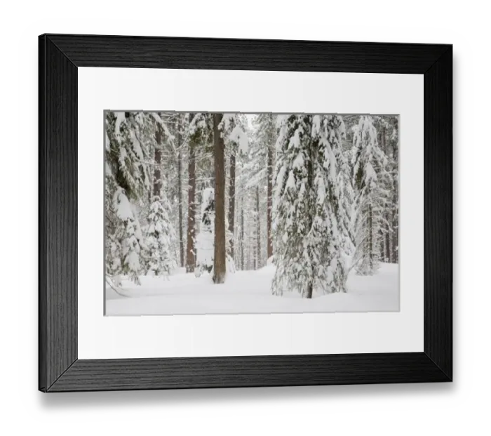 Framed Print : WA, Wenatchee National Forest, Ponderosa Pine forest