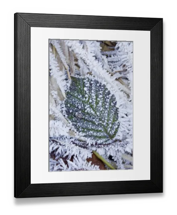 Framed Print : WA, Mt. Baker Snoqualmie National Forest, wild Himalayan Blackberry leaf and frost