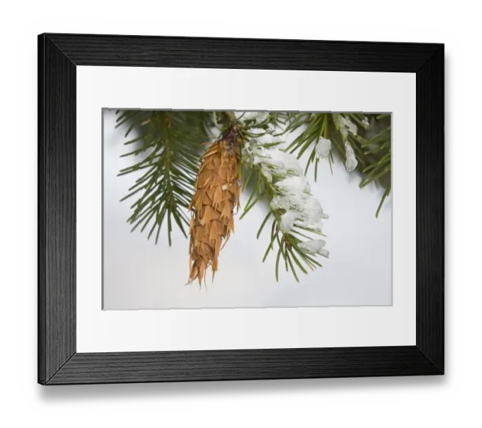 Framed Print : WA, Mt. Baker Snoqualmie National Forest, Douglas Fir cone Framed Print : WA, Mt. Baker Snoqualmie National Forest, Douglas Fir cone