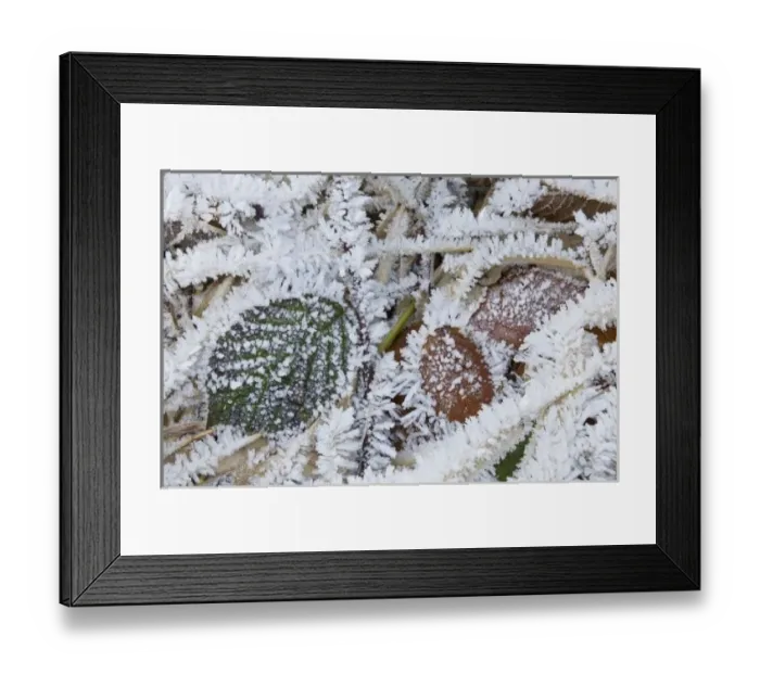Framed Print : WA, Mt. Baker Snoqualmie National Forest, wild Himalayan Blackberry leaves and frost Framed Print : WA, Mt. Baker Snoqualmie National Forest, wild Himalayan Blackberry leaves and frost