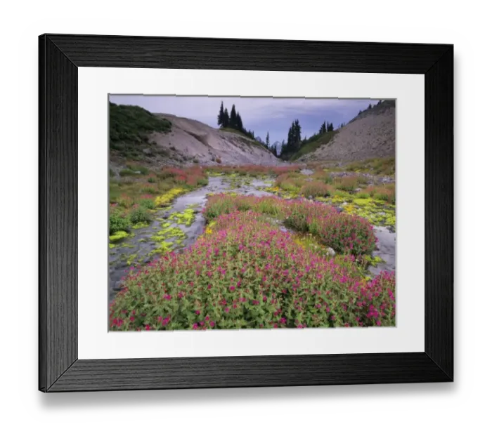 Framed Print : WA, Mt. Rainier