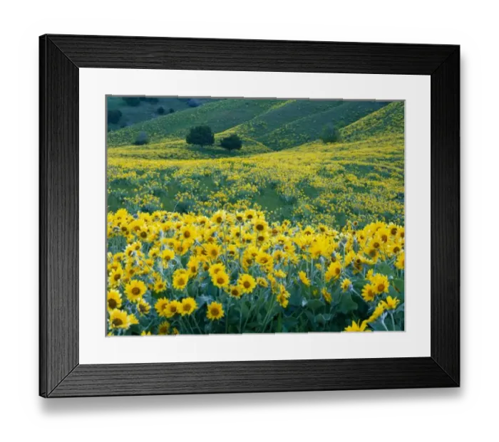 Framed Print : UTAH. USA. Arrowleaf Framed Print : UTAH. USA. Arrowleaf