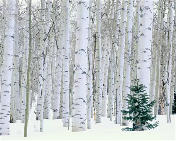 UTAH. USA. Aspen (Populus tremuloides) & Douglas fir (Pseudotsuga menziesii) in winter