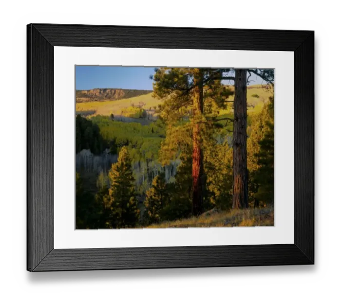Framed Print : UTAH. Ponderosa pines & aspen, autumn. Sunrise, east slope of Boulder Mtn, Dixie National Forest Framed Print : UTAH. Ponderosa pines & aspen, autumn. Sunrise, east slope of Boulder Mtn, Dixie National Forest