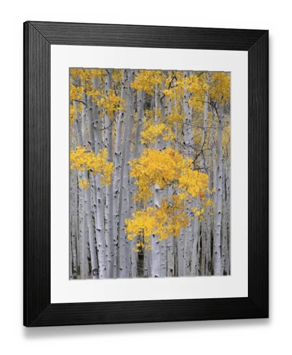 Framed Print : UTAH. USA. Aspen Framed Print : UTAH. USA. Aspen