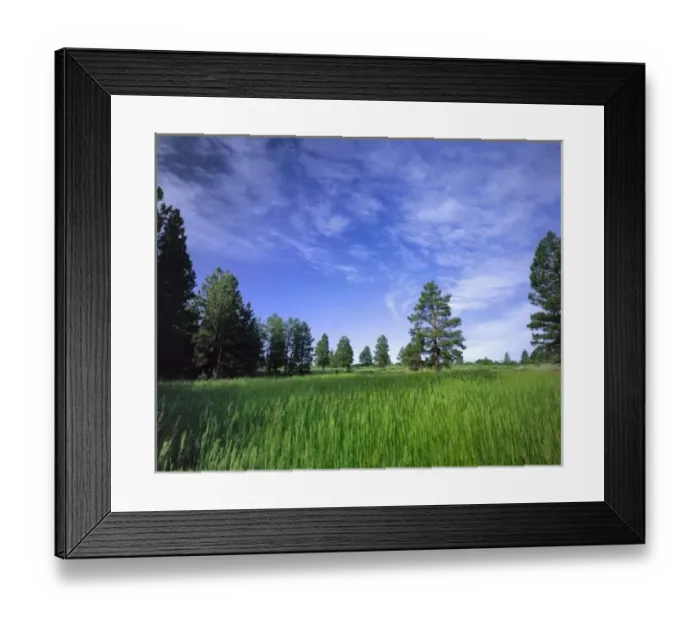 Framed Print : UTAH. USA. Ponderosa pines (Pinus ponderosa) & meadow. Elk Ridge. Manti-LaSal National Forest Framed Print : UTAH. USA. Ponderosa pines (Pinus ponderosa) & meadow. Elk Ridge. Manti-LaSal National Forest