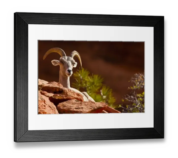 Framed Print : Desert Bighorn sheep (Ovis canadensis nelsoni). Zion National Park, Utah