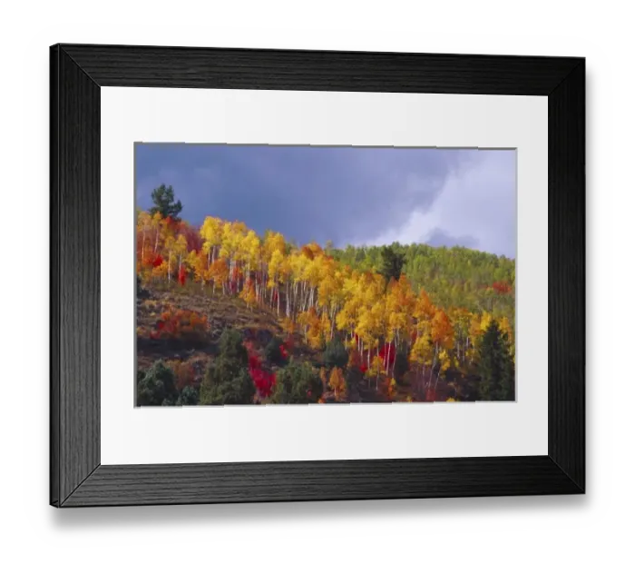 Framed Print : Logan Canyon in Utah in autumn with passing storm