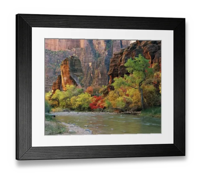 Framed Print : Fall foliage along Virgin River near gateway to Narrows Trail, Zion National Park, Utah Framed Print : Fall foliage along Virgin River near gateway to Narrows Trail, Zion National Park, Utah