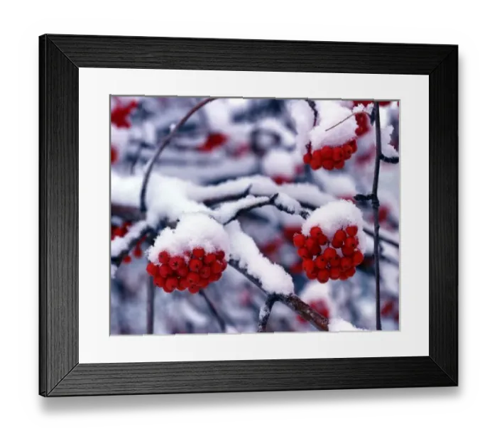 Framed Print : Snow on European Mountain Ash Berries, Utah Framed Print : Snow on European Mountain Ash Berries, Utah