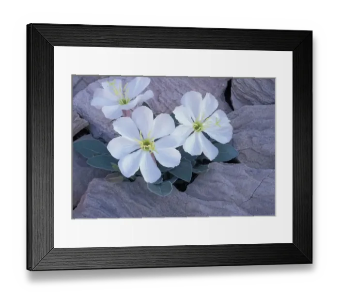 Framed Print : NA, USA, Utah, Arches NP, Evening primrose