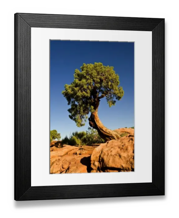 Framed Print : Lonesome Cedar, Deadhorse Point State Park, Utah