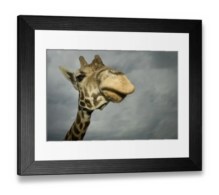 Framed Print : USA, Texas, Fossil Framed Print : USA, Texas, Fossil