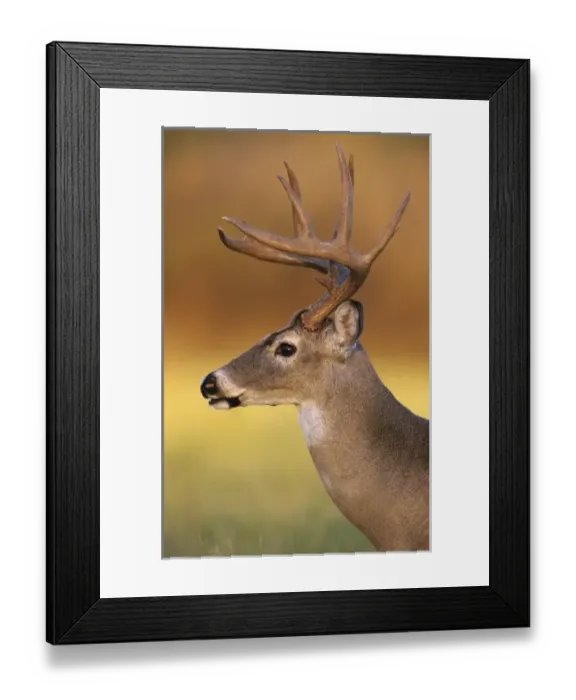 Framed Print : White-tailed Deer, Odocoileus virginianus, Buck, Choke Canyon State Park, Texas, USA