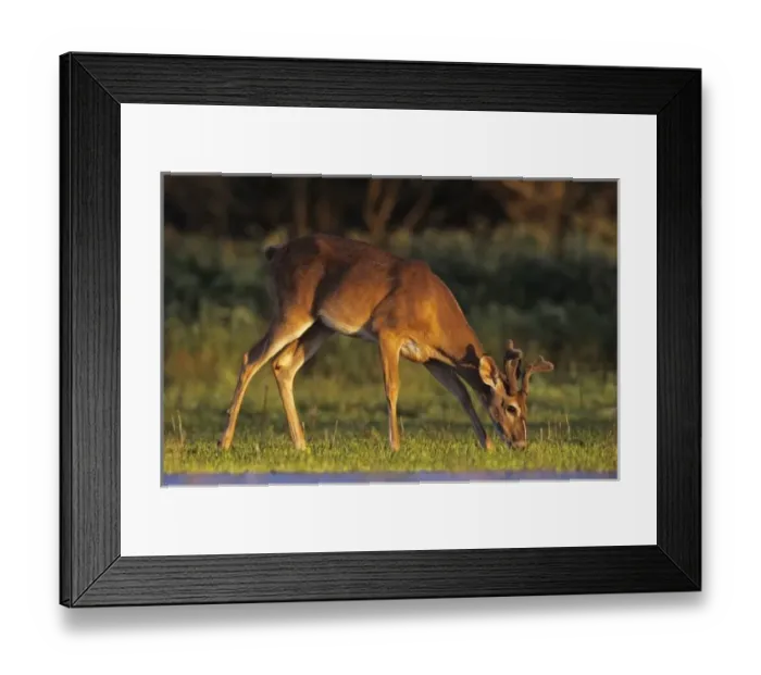 Framed Print : White-tailed Deer, Odocoileus virginianus, adult eating, Willacy County, Rio Grande Valley Framed Print : White-tailed Deer, Odocoileus virginianus, adult eating, Willacy County, Rio Grande Valley