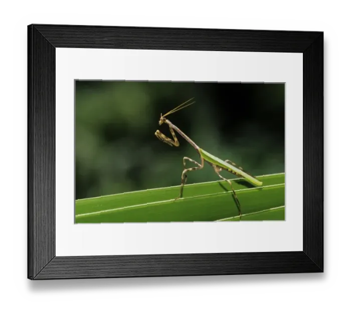 Framed Print : Mantid, Mantidae, adult on palm frond, The Inn at Chachalaca Bend, Cameron County Framed Print : Mantid, Mantidae, adult on palm frond, The Inn at Chachalaca Bend, Cameron County