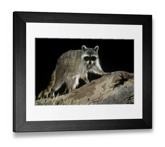 Framed Print : Northern Raccoon Framed Print : Northern Raccoon