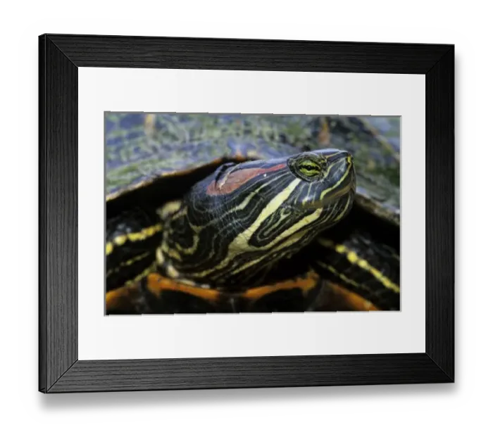 Framed Print : Red-eared Slider, Trachemys scripta elegans, adult, Lake Corpus Christi, Texas, USA Framed Print : Red-eared Slider, Trachemys scripta elegans, adult, Lake Corpus Christi, Texas, USA