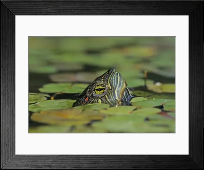 Framed Print : Red-eared Slider, Trachemys scripta elegans, adult swimming, Willacy County, Rio Grande Valley Framed Print : Red-eared Slider, Trachemys scripta elegans, adult swimming, Willacy County, Rio Grande Valley