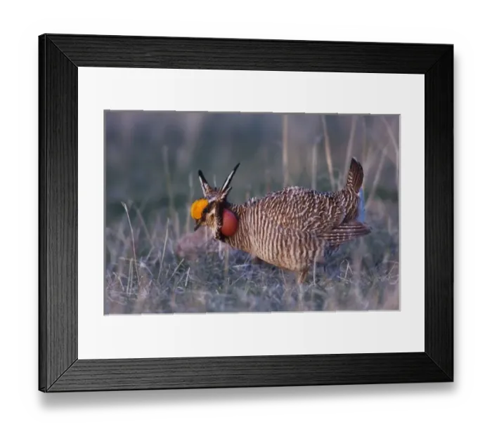 Framed Print : Lesser Prairie-Chicken, Tympanuchus pallidicinctus, male displaying vocal sac inflated Framed Print : Lesser Prairie-Chicken, Tympanuchus pallidicinctus, male displaying vocal sac inflated