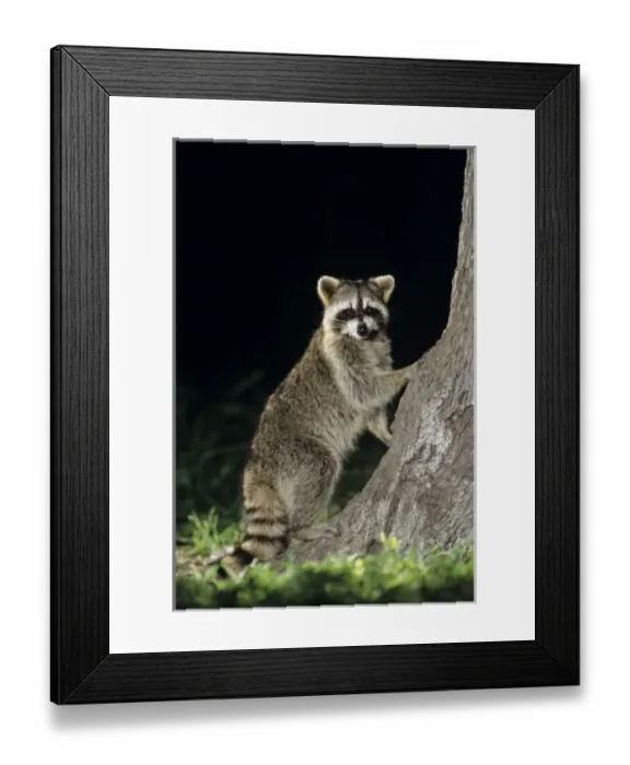 Framed Print : Northern Raccoon Framed Print : Northern Raccoon