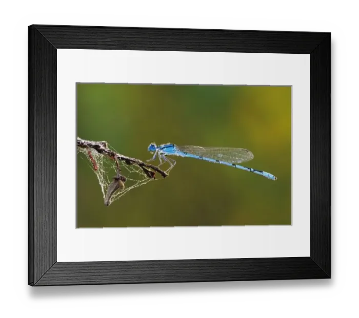 Framed Print : Familiar Bluet, Enallagma civile, male with dew, Willacy County, Rio Grande Valley