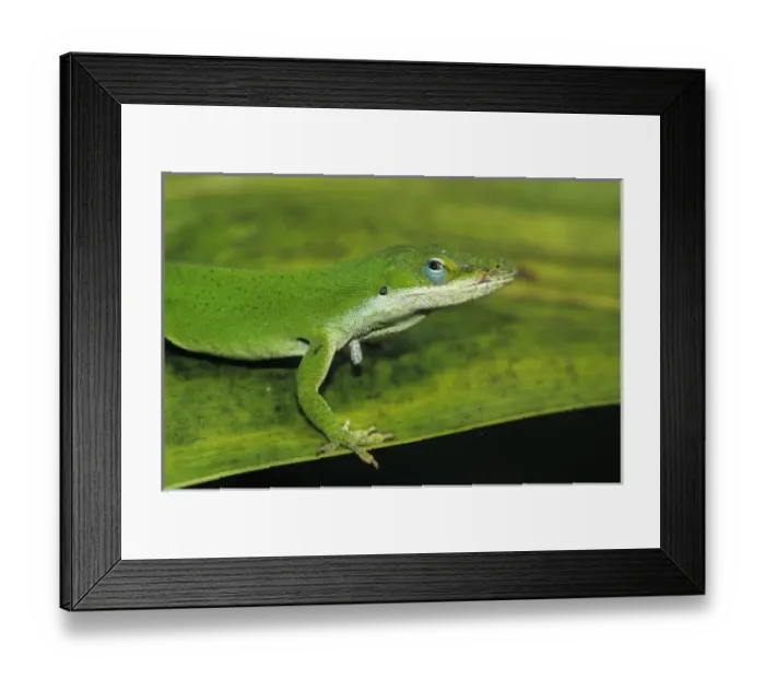Framed Print : Green Anole, Anolis carolinensis, adult on palm leaf, Sabal Palm Sanctuary, Rio Grande Valley
