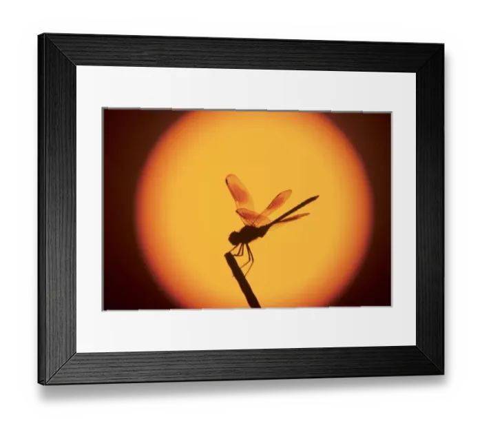 Framed Print : Four-spotted Pennant Framed Print : Four-spotted Pennant