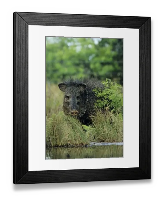 Framed Print : Collared Peccary, Javelina, Tayassu tajacu, adult drinking, Starr County, Rio Grande Valley Framed Print : Collared Peccary, Javelina, Tayassu tajacu, adult drinking, Starr County, Rio Grande Valley