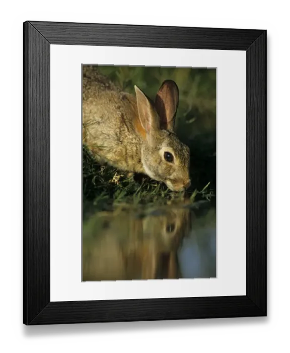 Framed Print : USA, North America, Texas Framed Print : USA, North America, Texas