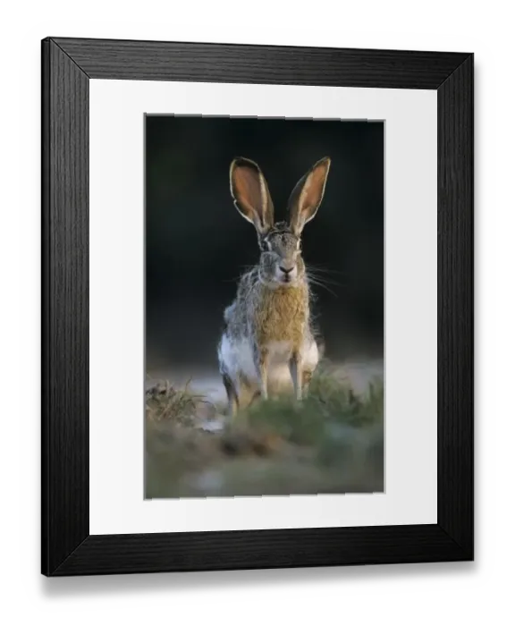 Framed Print : USA, North America, Texas