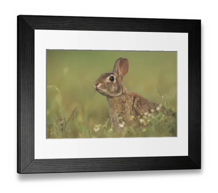 Framed Print : USA, North America, Texas