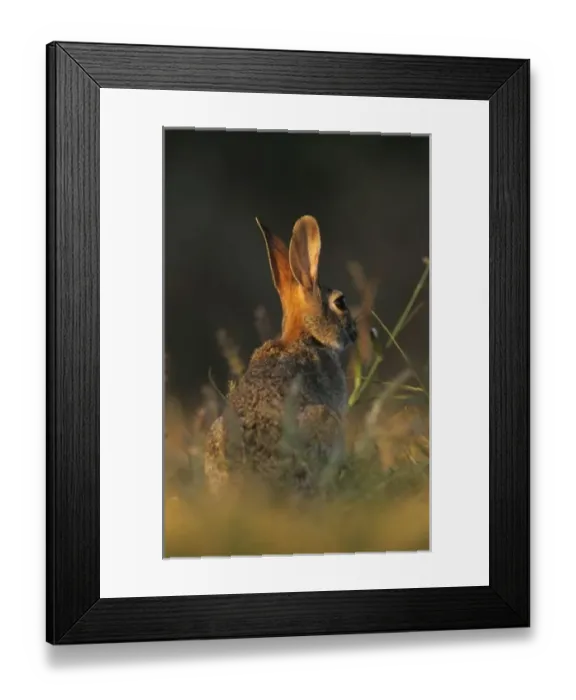Framed Print : Eastern Cottontail, Sylvilagus floridanus, adult, Starr County, Rio Grande Valley Framed Print : Eastern Cottontail, Sylvilagus floridanus, adult, Starr County, Rio Grande Valley