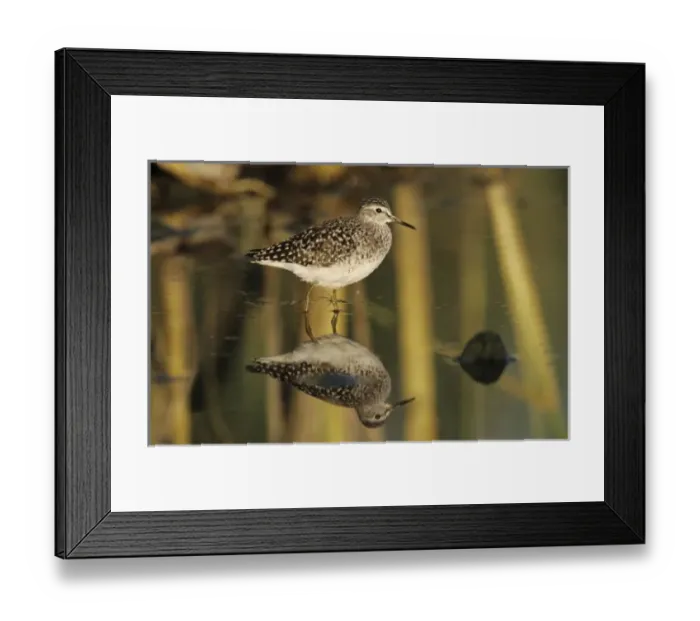 Framed Print : Wood Sandpiper Framed Print : Wood Sandpiper