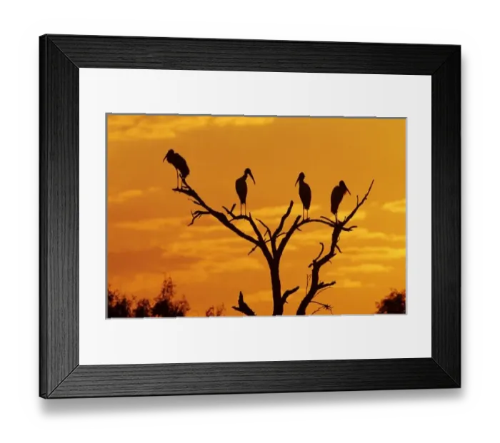 Framed Print : Wood Stork, Mycteria Framed Print : Wood Stork, Mycteria