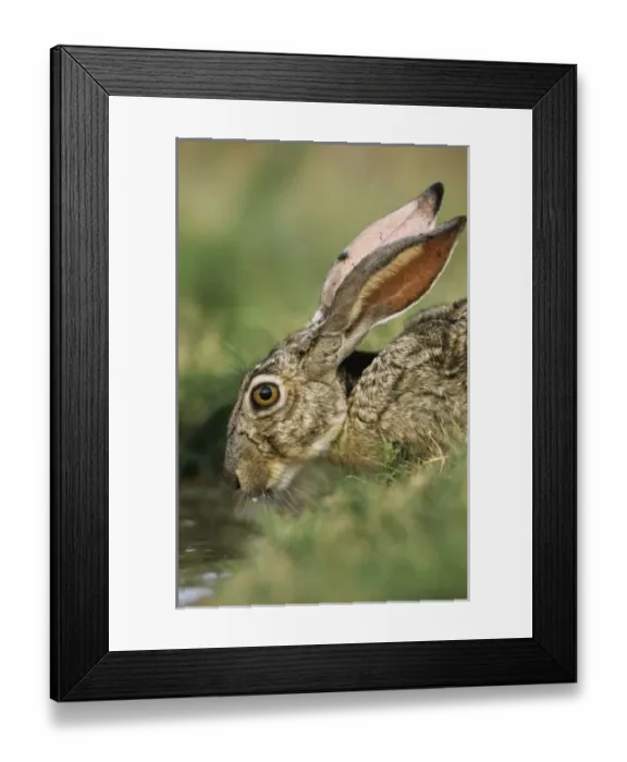 Framed Print : USA, North America, Texas