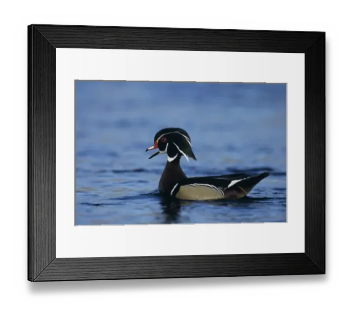 Framed Print : Wood Duck, Aix sponsa, male calling, New Braunfels, Texas, USA Framed Print : Wood Duck, Aix sponsa, male calling, New Braunfels, Texas, USA