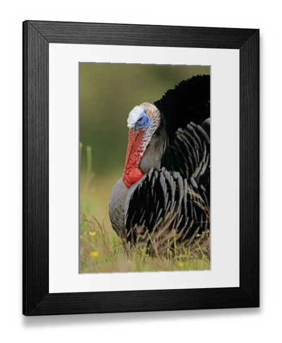 Framed Print : USA, North America, Texas