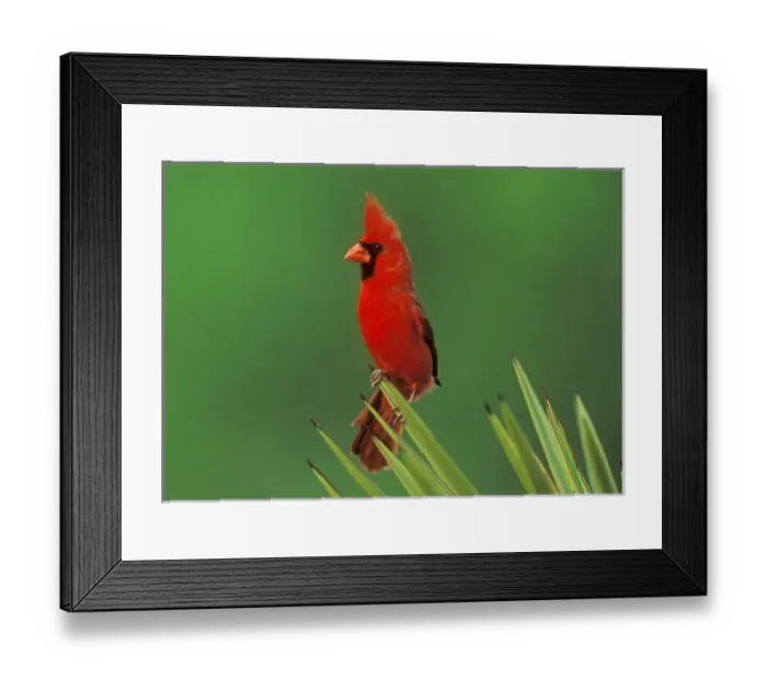 Framed Print : Northern Cardinal, Cardinalis cardinalis, male on Trecul Yucca (Yucca treculeana) Framed Print : Northern Cardinal, Cardinalis cardinalis, male on Trecul Yucca (Yucca treculeana)