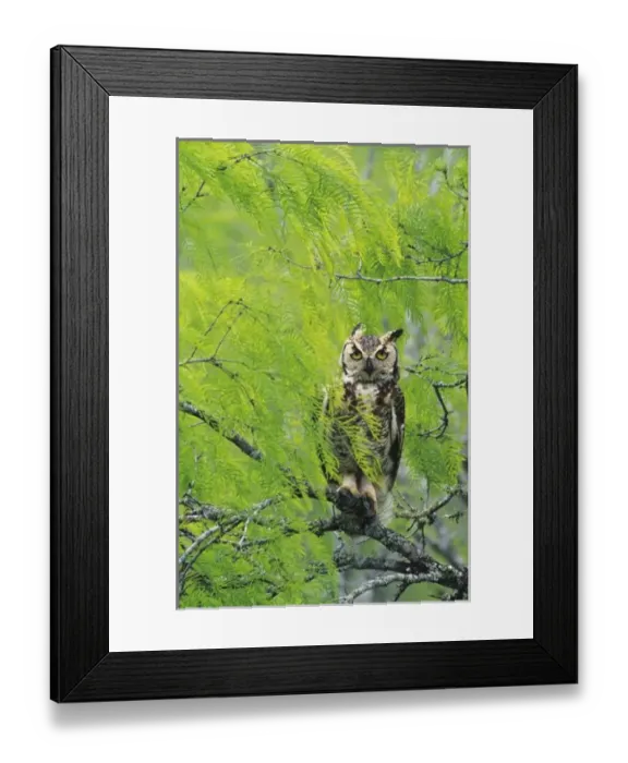 Framed Print : Great Horned Owl, Bubo virginianus, young in nest in mesquite tree, Willacy County Framed Print : Great Horned Owl, Bubo virginianus, young in nest in mesquite tree, Willacy County