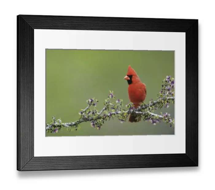 Framed Print : Northern Cardinal Framed Print : Northern Cardinal