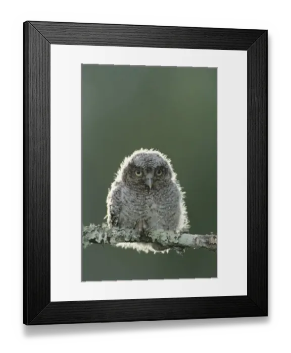 Framed Print : Eastern Screech-Owl, Megascops asio, Otus asio, young fledgling, Willacy County, Rio Grande Valley Framed Print : Eastern Screech-Owl, Megascops asio, Otus asio, young fledgling, Willacy County, Rio Grande Valley