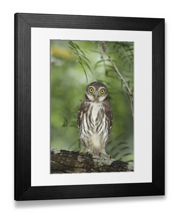Framed Print : Ferruginous Pygmy-Owl, Glaucidium brasilianum, young, Willacy County, Rio Grande Valley Framed Print : Ferruginous Pygmy-Owl, Glaucidium brasilianum, young, Willacy County, Rio Grande Valley