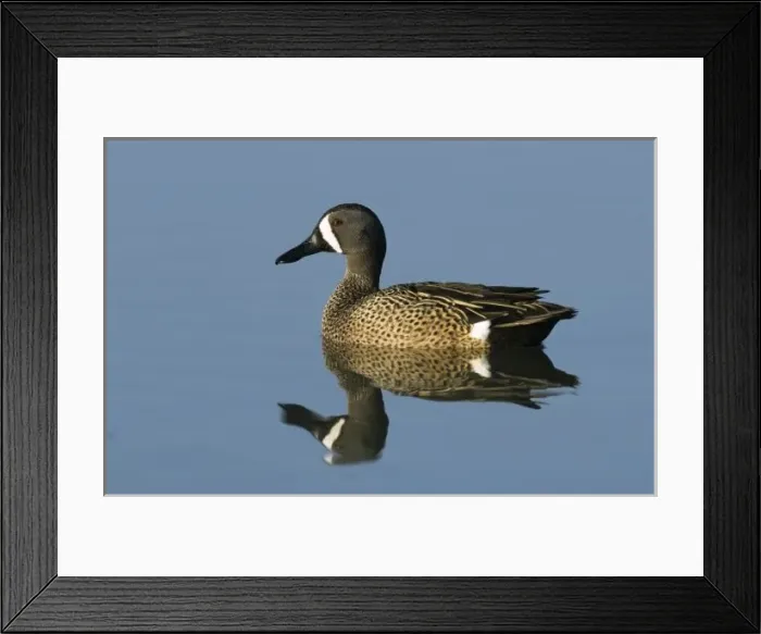Framed Print : Blue-winged Teal, Anas discors, male, Port Aransas, Texas, USA