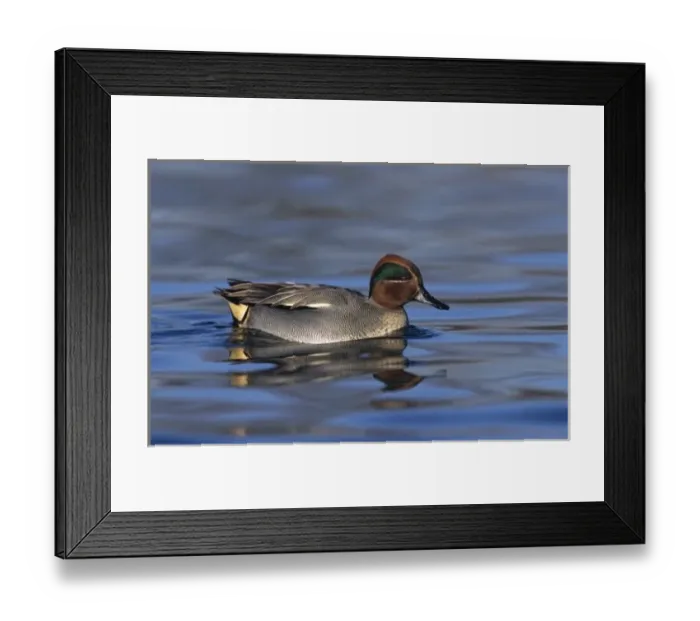 Framed Print : Common Teal, Anus crecca, male, Unterlunkhofen, Switzerland