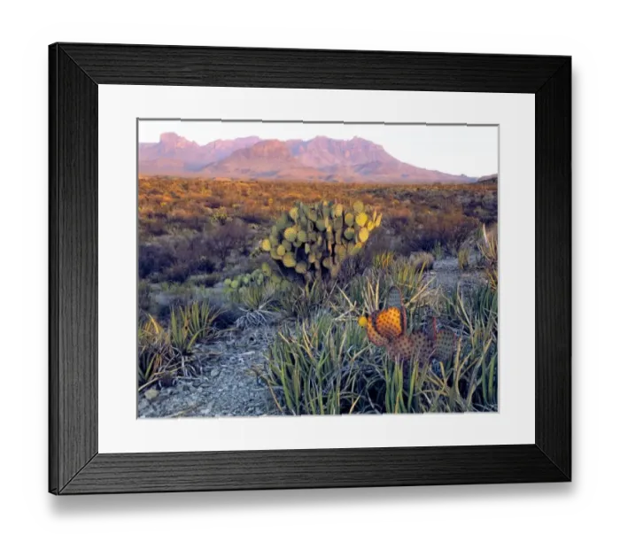 Framed Print : USA, Texas, Big Bend NP. A sandy pink dusk settles over the Chisos Mountains, in Framed Print : USA, Texas, Big Bend NP. A sandy pink dusk settles over the Chisos Mountains, in